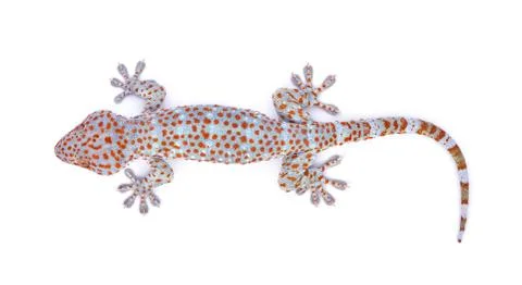 Gecko isolated on white background Foto stock