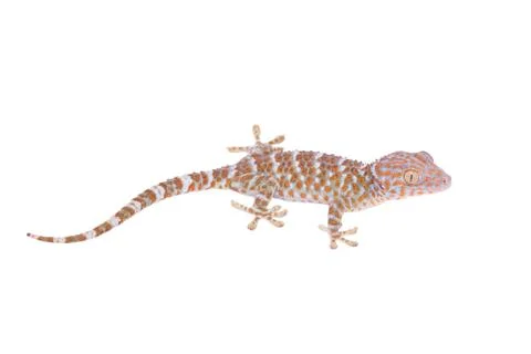 Gecko isolated on white background Stock Photos