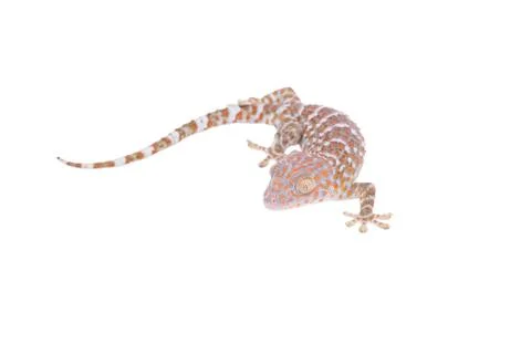 Gecko isolated on white background Stock Photos