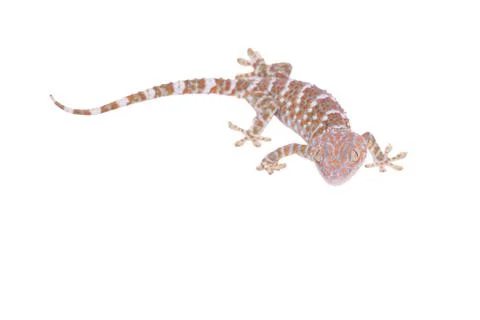 Gecko isolated on white background Stock Photos