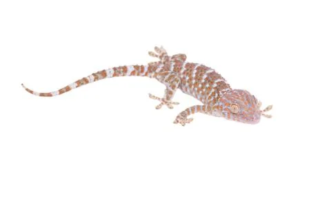 Gecko isolated on white background Stock Photos