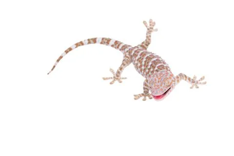 Gecko isolated on white background Stock Photos