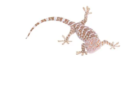 Gecko isolated on white background Stock Photos