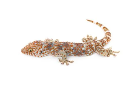 Gecko isolated on white background Stock Photos