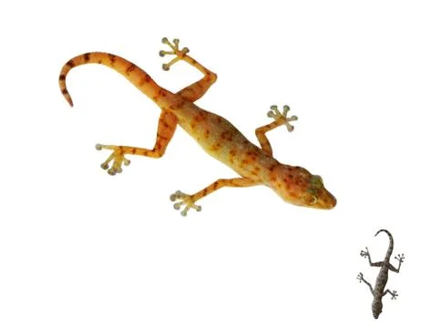 Gecko. Isolated on white background. Vector illustration. Stock Illustration