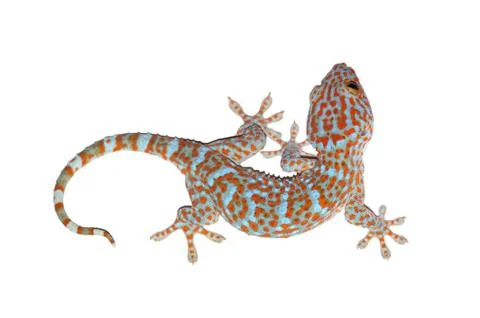 Gecko isolated on white with clipping path Stock-Fotos