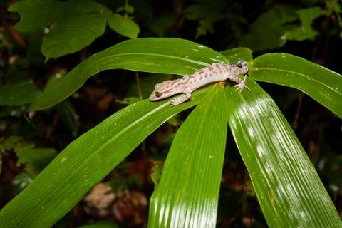 Gecko on a leaf at night in rainforest Stock Photos