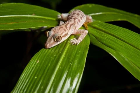 Gecko on a leaf at night in rainforest Stock Photos