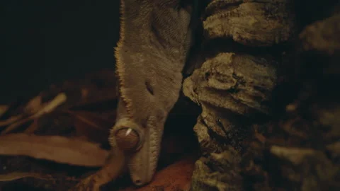 Gecko / Lizard Climbing in 4K Ultra HD Stock Footage 261483727