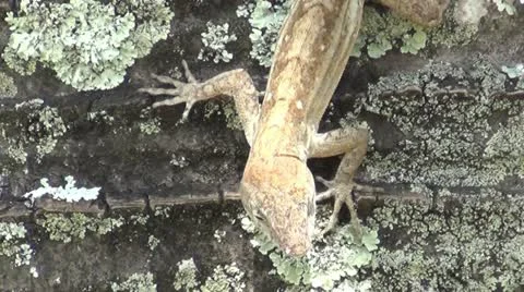 Gecko lizard closeup Stock Footage 12372024