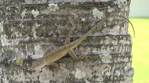 Gecko lizard closeup Stock Footage 12372105