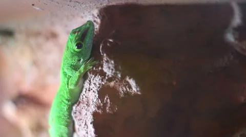 Gecko Lizard Stock Footage 46129246