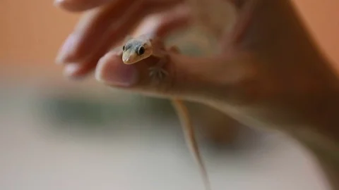 Gecko lizard on the human hand Close-up. Video stock 74965676