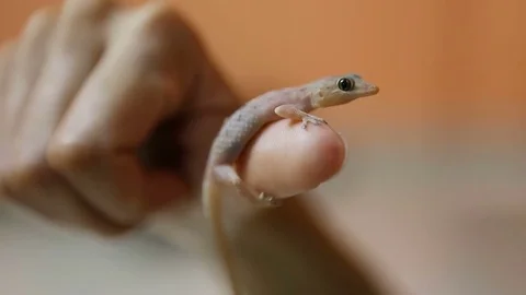 Gecko lizard on the human hand Close-up. Video stock 74965706