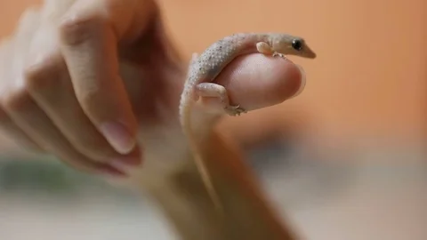 Gecko lizard on the human hand Close-up. Stock Footage 74965762