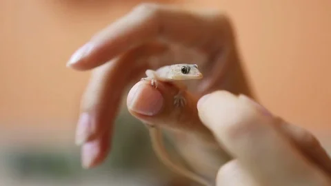 Gecko lizard on the human hand Close-up. Video stock 74965876