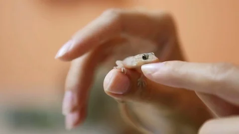 Gecko lizard on the human hand Close-up. Stock Footage 74965915