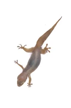Gecko lizard on isolated on white background. Stock Photos