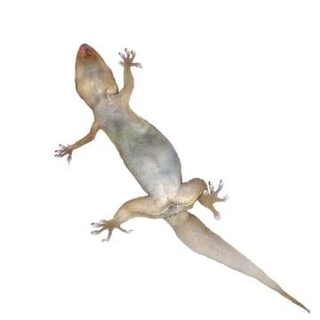 Gecko lizard on isolated on white background. Foto stock