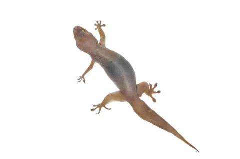 Gecko lizard on isolated on white background. 库存照片