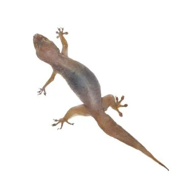 Gecko lizard on isolated on white background. Stock Photos
