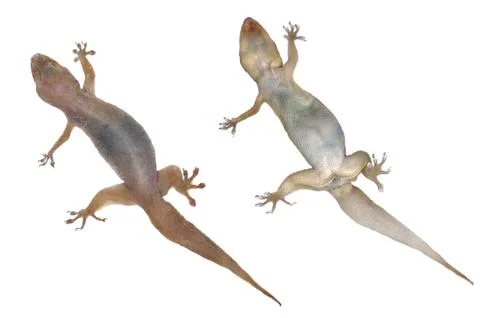 Gecko lizard on isolated on white background. Stock Photos