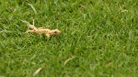 Gecko lizard jumps in grass Stock Footage 11237552