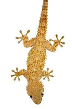 Gecko lizard Stock Photos