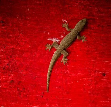 Gecko lizard Stock Photos