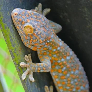 Gecko lizard Stock Photos