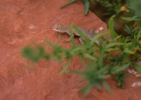 Gecko lizard on red rock behind greenery for hiding Stock Photos