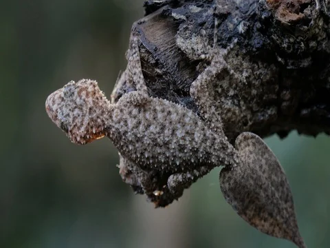 Gecko lizard Southern Leaf-tailed Gecko Gekkota Stock Footage 74155791