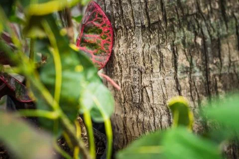 Gecko Lizard on the tree close up focus Foto stock