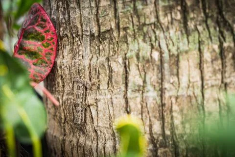 Gecko Lizard on the tree close up focus Stock Photos