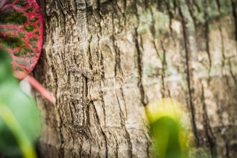 Gecko Lizard on the tree close up focus Stock Photos