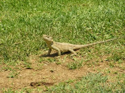 The gecko looking on scene Stock Photos