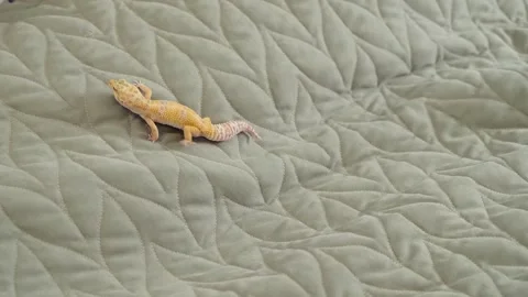 A gecko moves across a soft, leaf-patterned quilt near a wooden surface. The Stock Footage 303973373