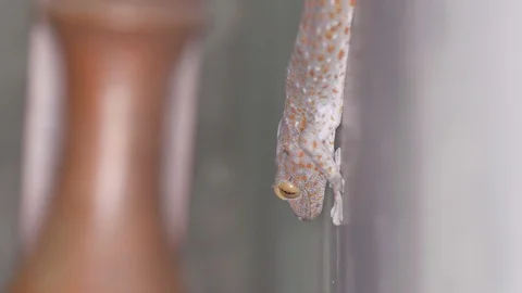 Gecko moving its head Stock Footage 88290720