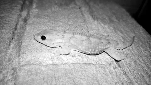 Gecko at night on the infrared camera Stock Footage 280062165