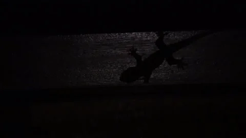 A Gecko or lizard appearing out of the dark Video stock 131086556
