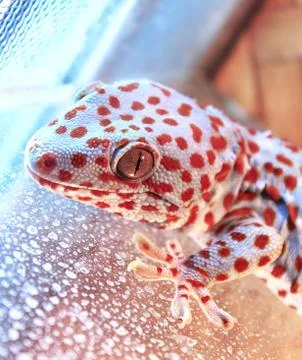 Gecko 写真素材