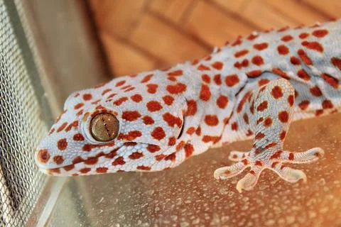 Gecko Stock Photos