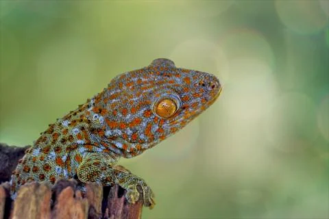Gecko Stock Photos