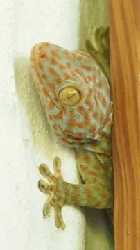Gecko Stock Photos