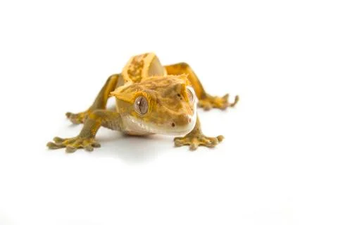 Gecko Stock Photos