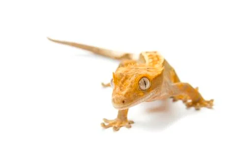 Gecko Stock Photos