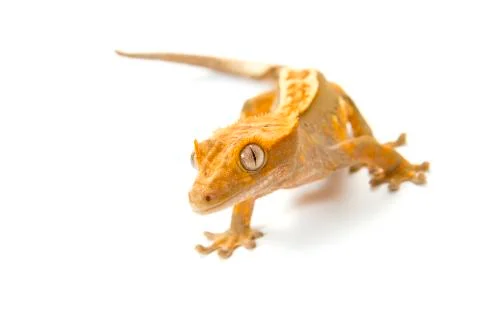 Gecko Stock Photos
