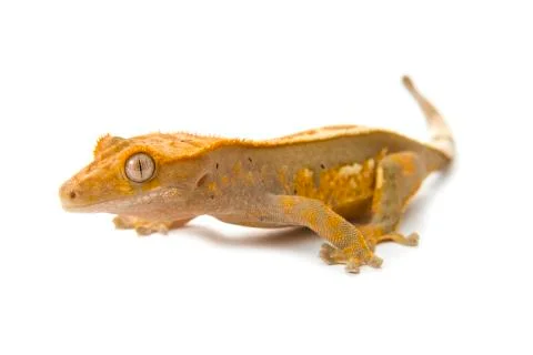 Gecko Stock Photos