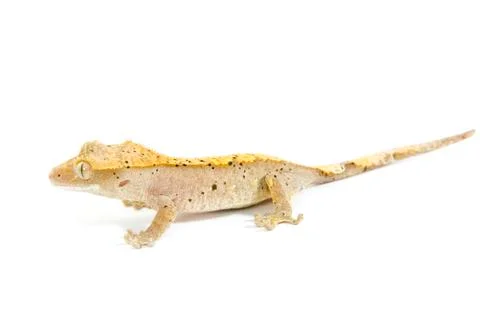 Gecko Stock Photos