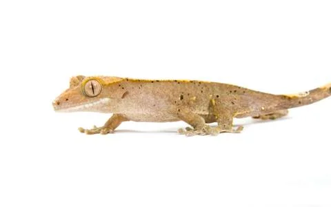 Gecko Stock Photos